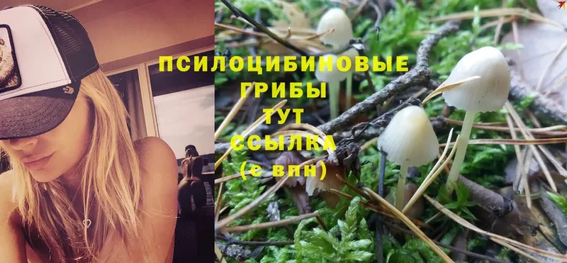 Псилоцибиновые грибы Psilocybine cubensis Люберцы