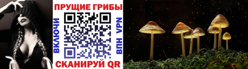наркотики  Люберцы  Псилоцибиновые грибы Psilocybine cubensis 