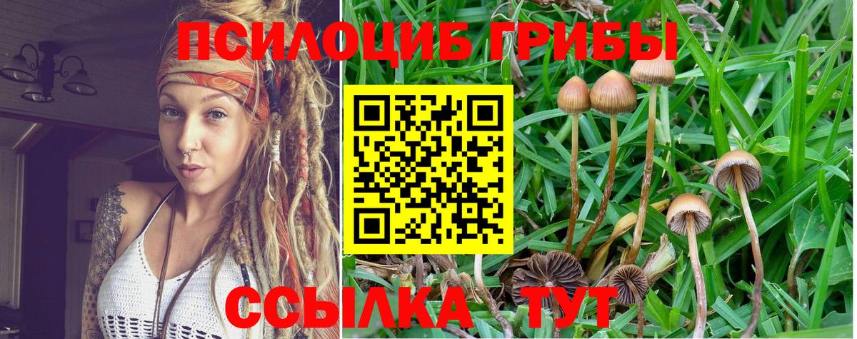 Люберцы  Галлюциногенные грибы Psilocybe  Вход с VPN 